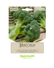 SEMI PER FAVE broccoletto