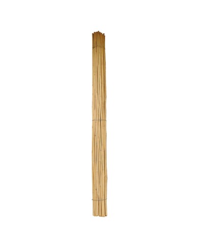 CANNA BAMBU 2