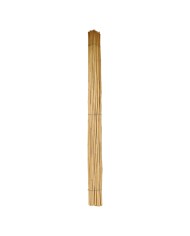 CANNA BAMBU 2